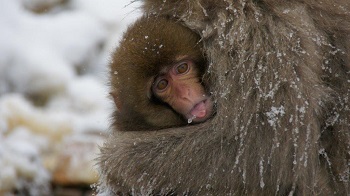 Jigokudani Monkey Park